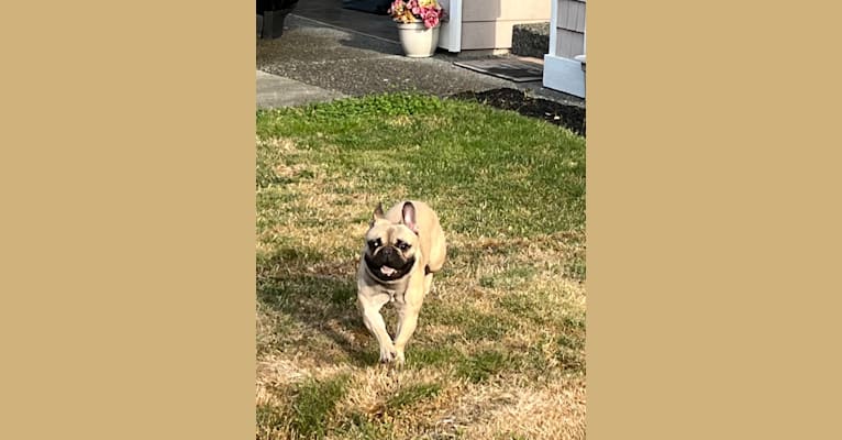 Bear, a French Bulldog and Bulldog mix tested with EmbarkVet.com