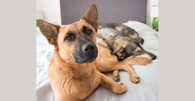 Malinois akita mix store