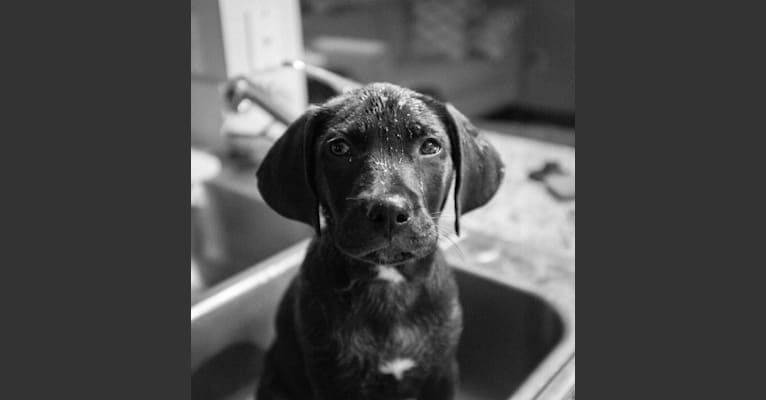 Jack, a Staffordshire Terrier and Labrador Retriever mix tested with EmbarkVet.com