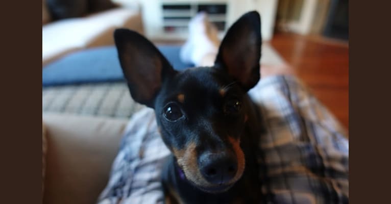 Photo of Mabel, a Prague Ratter  in Austin, Texas, USA