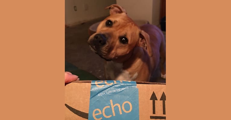 ECHO, a Staffordshire Terrier tested with EmbarkVet.com