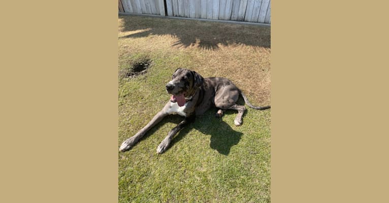 Photo of Blue, a Great Dane  in Bakersfield, California, USA