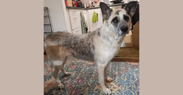 Photo of Zaza, a German Shepherd Dog and Mixed mix in Romania