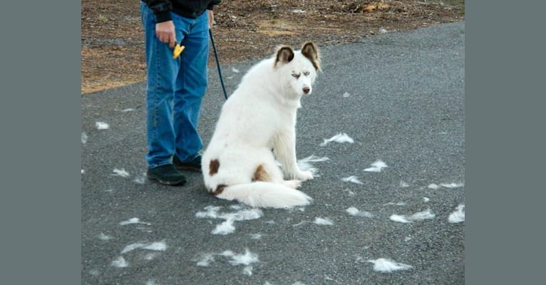 Hudson, a Siberian Husky tested with EmbarkVet.com