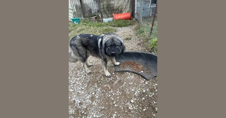 Stormie, a Sarplaninac tested with EmbarkVet.com