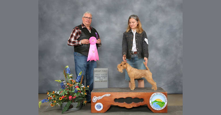 Farrah, a Lakeland Terrier tested with EmbarkVet.com