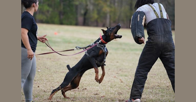 Duke, a Doberman Pinscher tested with EmbarkVet.com