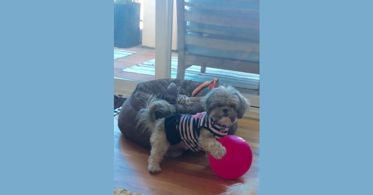 Lulu, a Shih Tzu and Yorkshire Terrier mix tested with EmbarkVet.com