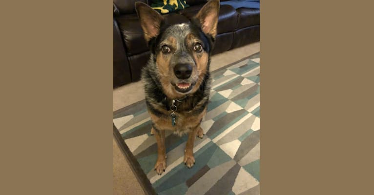 Pirate, an Australian Cattle Dog and Border Collie mix tested with EmbarkVet.com