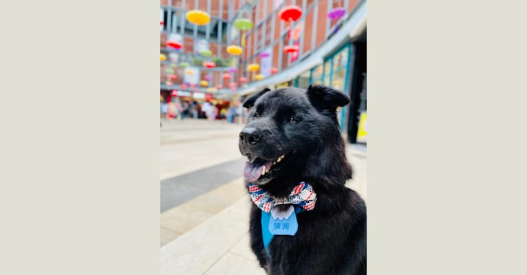 BEAR BEAR, a Hong Kong Village Dog tested with EmbarkVet.com