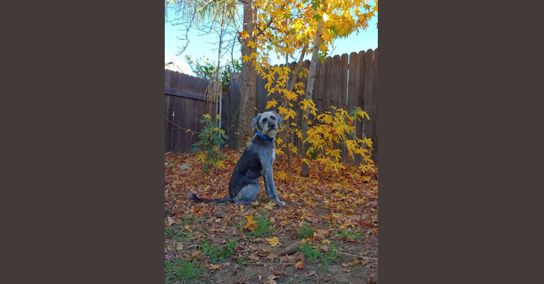 Ezra, a Poodle (Standard) and American Pit Bull Terrier mix tested with EmbarkVet.com