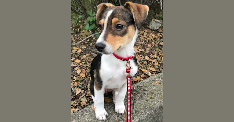 Savvy, a Russell-type Terrier and American Pit Bull Terrier mix tested with EmbarkVet.com