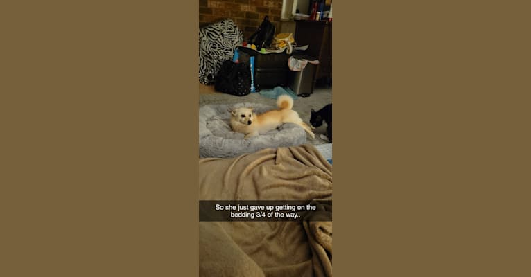 Pikachu, a Pomeranian and American Eskimo Dog mix tested with EmbarkVet.com