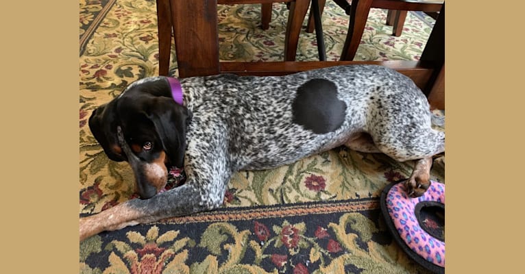 Photo of Tessa, a Bluetick Coonhound  in Pearisburg, Virginia, USA