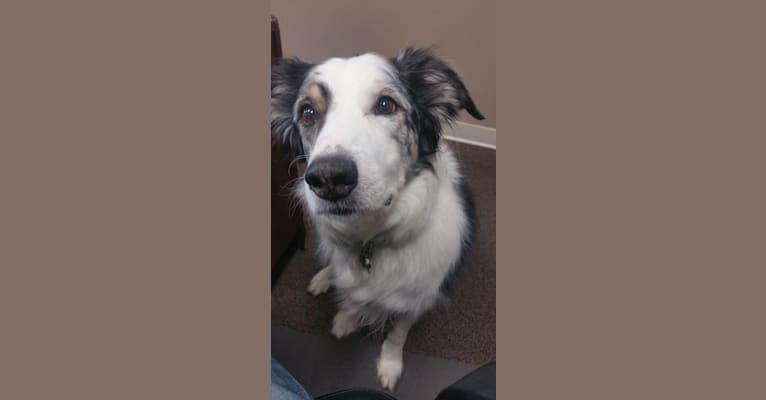 Darby, a Border Collie and Australian Shepherd mix tested with EmbarkVet.com