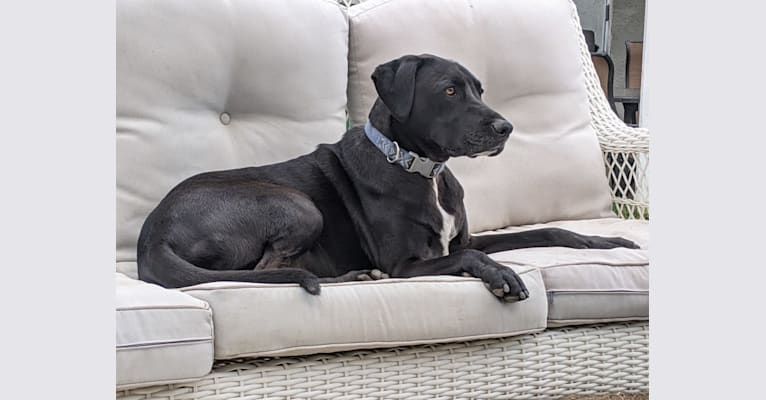 Photo of Amici Boi, a Boxer, Labrador Retriever, American Pit Bull Terrier, Weimaraner, and Mixed mix in San Diego, California, USA