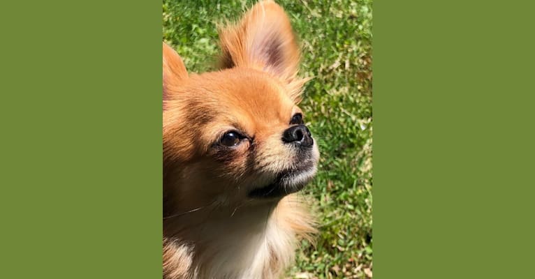 Photo of Tommy, a Chihuahua  in Rome, NY, USA