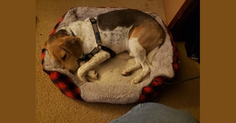 Photo of Snoopy, a Beagle and American Foxhound mix in Clermont, Florida, USA