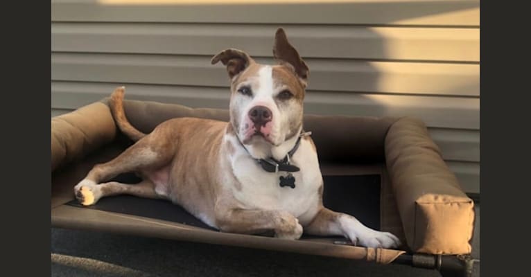 Louie, an American Pit Bull Terrier and American Staffordshire Terrier mix tested with EmbarkVet.com