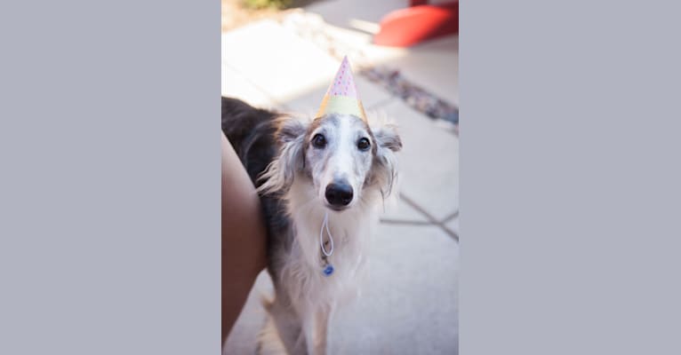 Sivi, a Silken Windhound tested with EmbarkVet.com