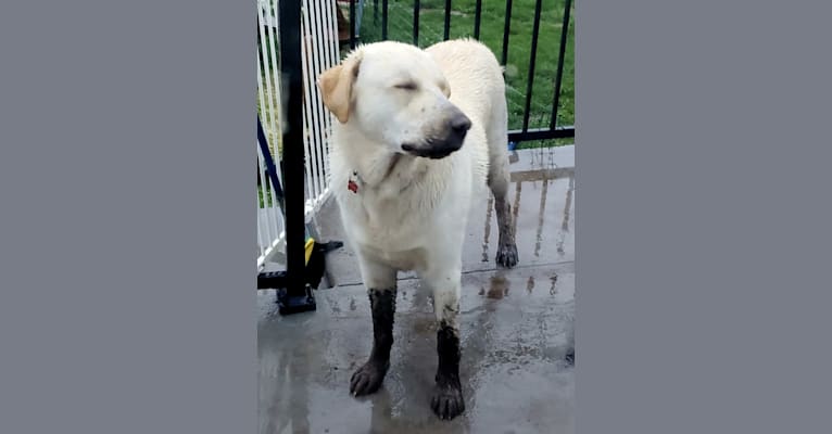 Bruce, a Great Pyrenees and German Shepherd Dog mix tested with EmbarkVet.com