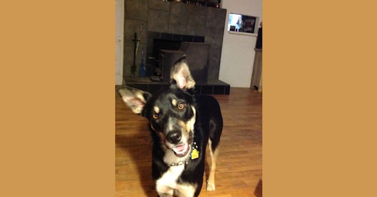 Ollie, a Border Collie tested with EmbarkVet.com