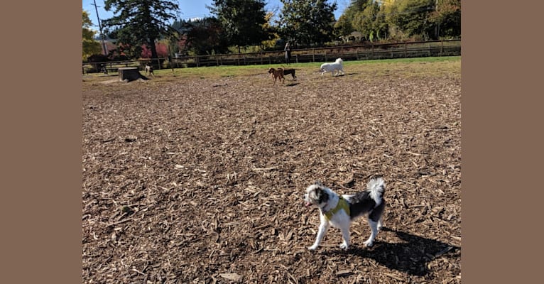 Kipper, a Maltese and Pomeranian mix tested with EmbarkVet.com