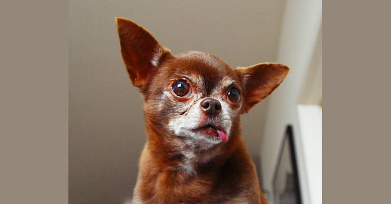 Chloe Kardoggian, a Chihuahua tested with EmbarkVet.com