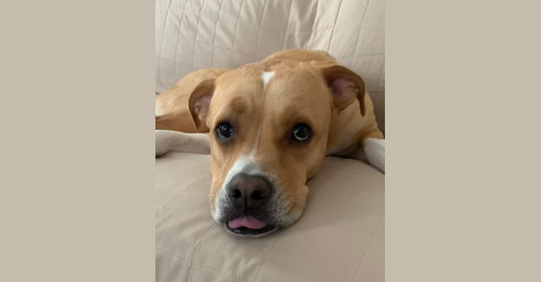Leo, an American Pit Bull Terrier and Labrador Retriever mix tested with EmbarkVet.com