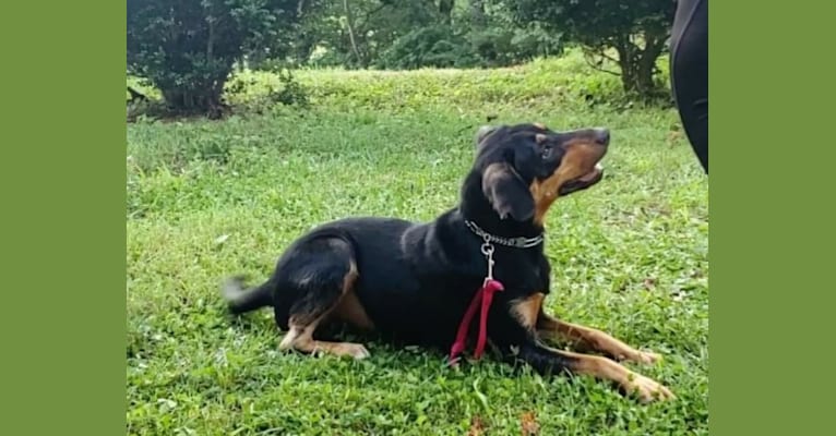 Raven, an American Leopard Hound tested with EmbarkVet.com