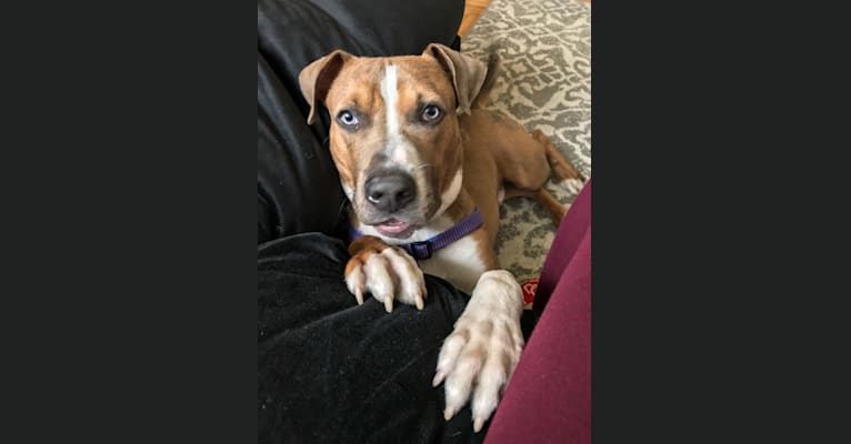 Morty, an American Pit Bull Terrier and American Staffordshire Terrier mix tested with EmbarkVet.com