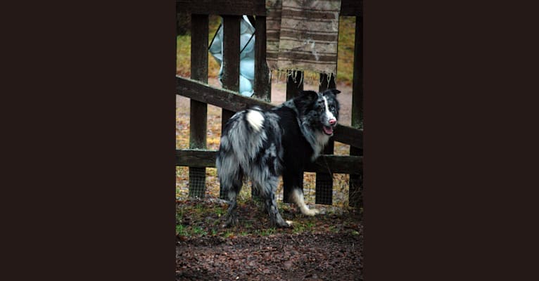 Ragnar, an Australian Shepherd and Norwegian Elkhound mix tested with EmbarkVet.com