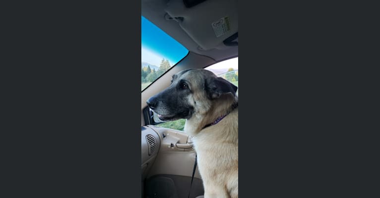 Stella, a Great Pyrenees and German Shepherd Dog mix tested with EmbarkVet.com