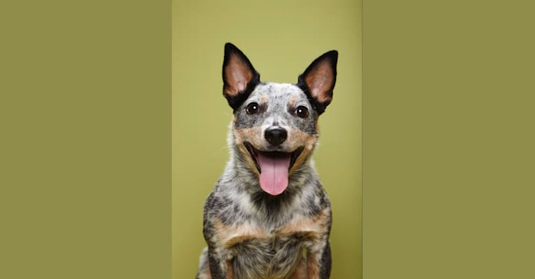 Plop, an Australian Cattle Dog and Rat Terrier mix tested with EmbarkVet.com
