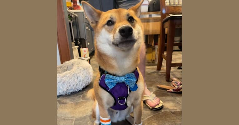 Ricky, a Shiba Inu tested with EmbarkVet.com