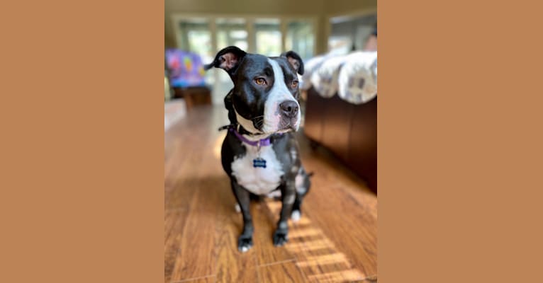 Photo of Jessie, an American Pit Bull Terrier and American Staffordshire Terrier mix in Kennesaw, Georgia, USA