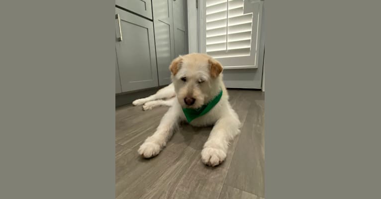 Posy, a Siberian Husky and Poodle (Small) mix tested with EmbarkVet.com