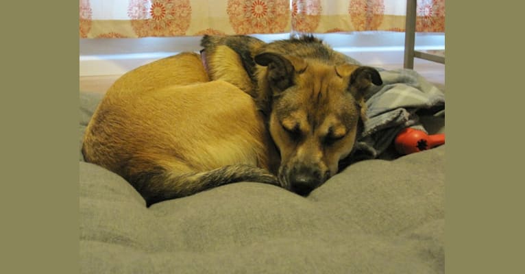 Sadie, a Rottweiler and American Eskimo Dog mix tested with EmbarkVet.com