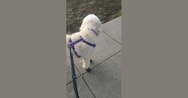 Ginger, a Goldendoodle tested with EmbarkVet.com