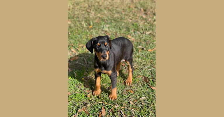 Petra Venge Montgomery, a Doberman Pinscher tested with EmbarkVet.com