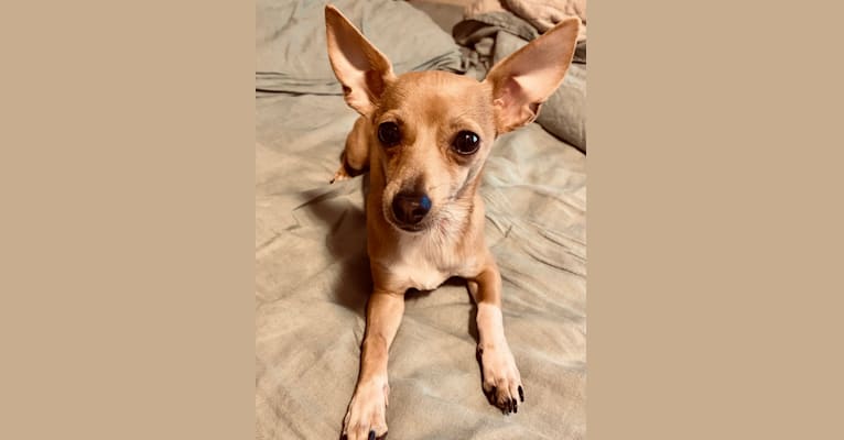 Oliver, a Chihuahua and Poodle (Small) mix tested with EmbarkVet.com