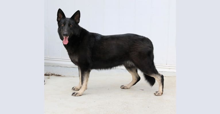 Jersey, a German Shepherd Dog tested with EmbarkVet.com