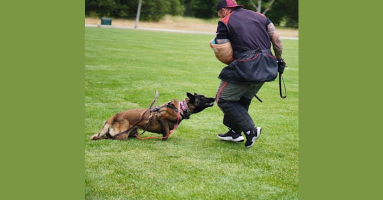 Daisy, a Belgian Shepherd tested with EmbarkVet.com