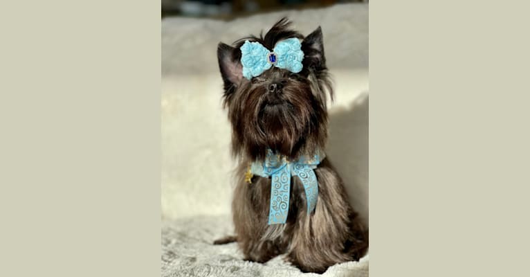 Photo of Benjamin Glamour Art Moris Blackfox, a Biewer Terrier, Pomeranian, Yorkshire Terrier, and Havanese mix in Moscow, Russia