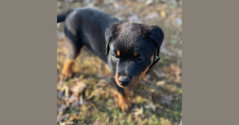 Mega, a Rottweiler tested with EmbarkVet.com