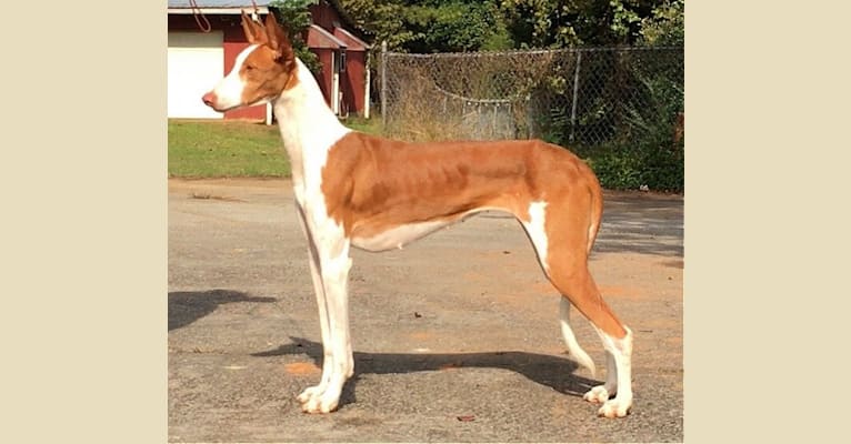 Evie, an Ibizan Hound tested with EmbarkVet.com