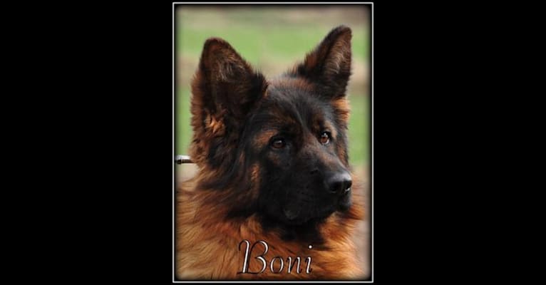 Boni, a German Shepherd Dog tested with EmbarkVet.com