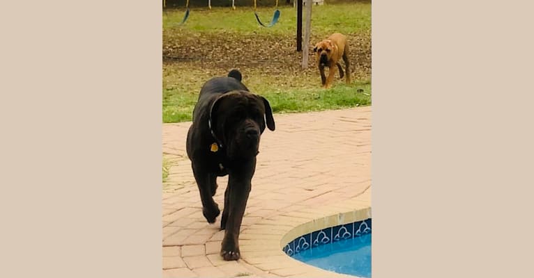 Cade, a Cane Corso tested with EmbarkVet.com