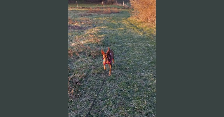 Blossom, a Miniature Pinscher tested with EmbarkVet.com