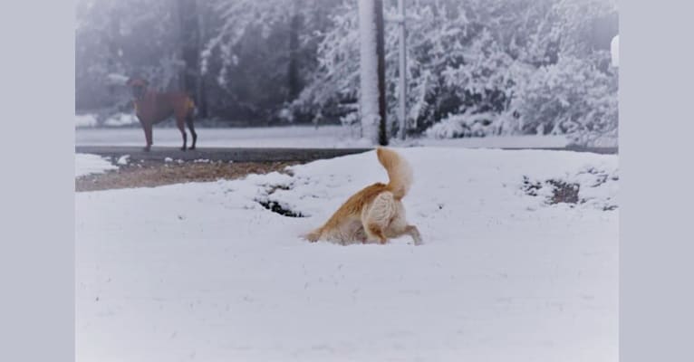 Coco, a Siberian Husky and Labrador Retriever mix tested with EmbarkVet.com